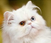 Кошка белого окраса с глазами разного цвета